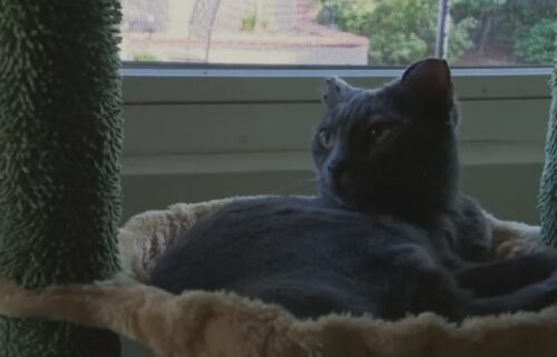 Lounging by the window in her cat condo